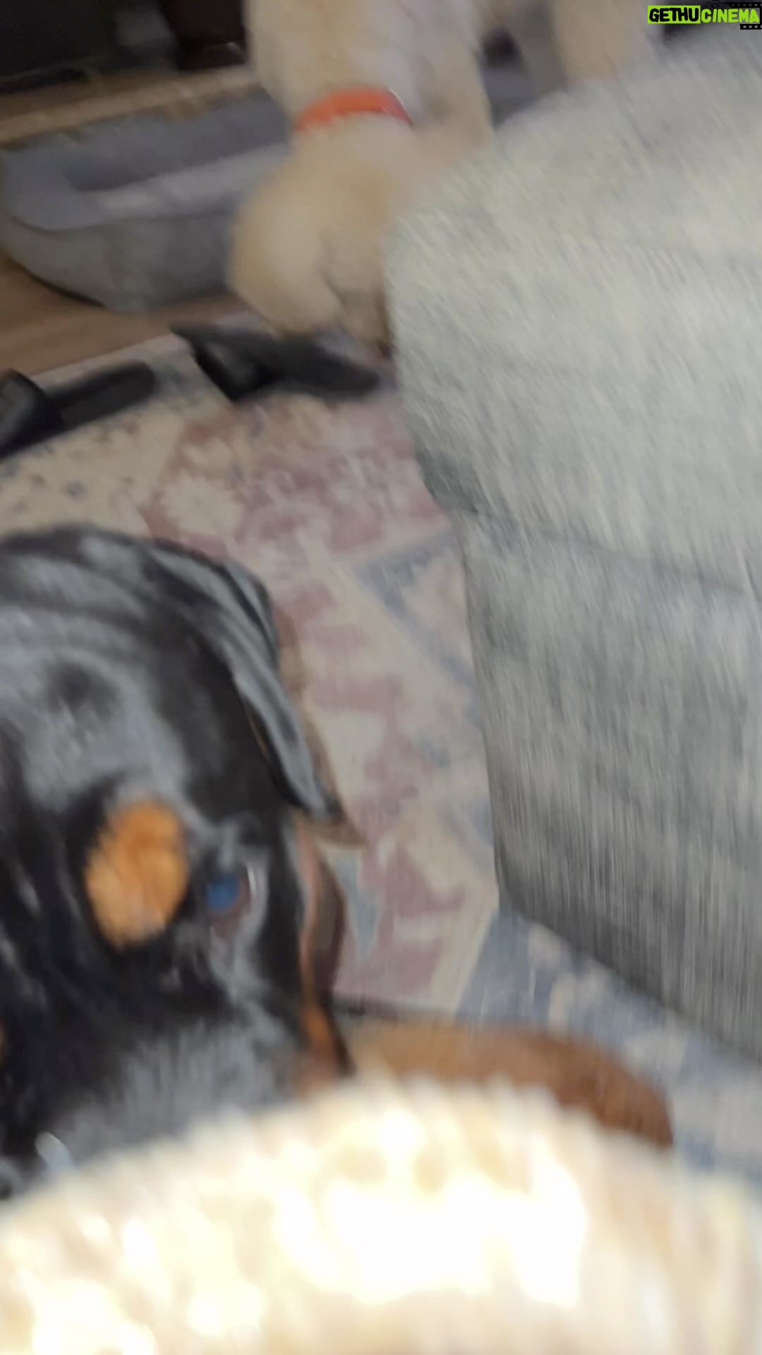 Salli Richardson-Whitfield Instagram - A little dog love after a hard day at work. #ilovemydogsomuch