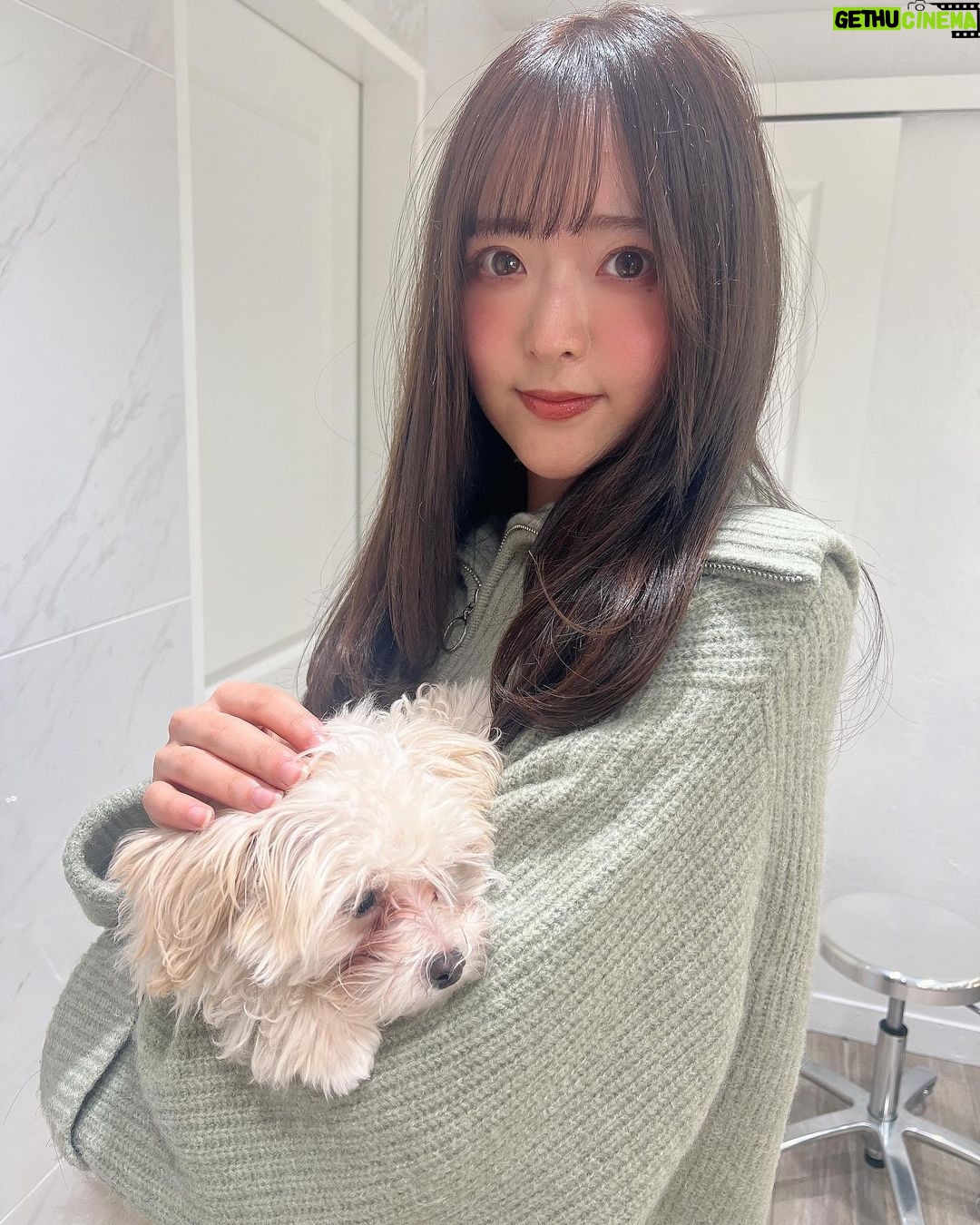 Sally Amaki Instagram - 明日は大切な撮影があるのでいつもお世話になってます美容室のRayreeeさん行ってきました🥰 そしたらなんと!🐶 わたげちゃん🥺わたげちゃんがいたよ🥺 可愛い🥺ずっとお膝の上で可愛かったです🥺 わたちゃん、またすぐ行くからね😭 前髪困ってたら巻き方教えて下さいました😊きっと明日は可愛く撮れるはず🥰 . What did we do to deserve puppy angels 😭💕she was so sweet 😭 Imma go back just for her 🐶💕😭