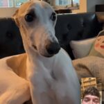 Sam Palladio Instagram – @riverthewhippet on #nationaldogday. Cameo by @cuppythepuppy