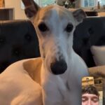Sam Palladio Instagram – @riverthewhippet on #nationaldogday. Cameo by @cuppythepuppy