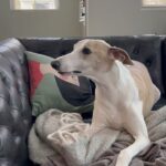 Sam Palladio Instagram – @riverthewhippet on #nationaldogday. Cameo by @cuppythepuppy