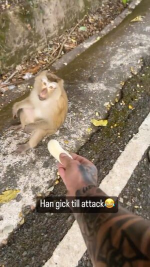 Sami Jakobsson Instagram - Dont feed the monkeys please