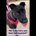 Samm Levine Instagram - SWIPE FOR ANSWER >>> . . . This adorable monster belongs to @reillyaround & @msyogij, but she always shoots me straight. #DogsOfInstagram #IWasntEatingAnything #LeiaOfKalderaan