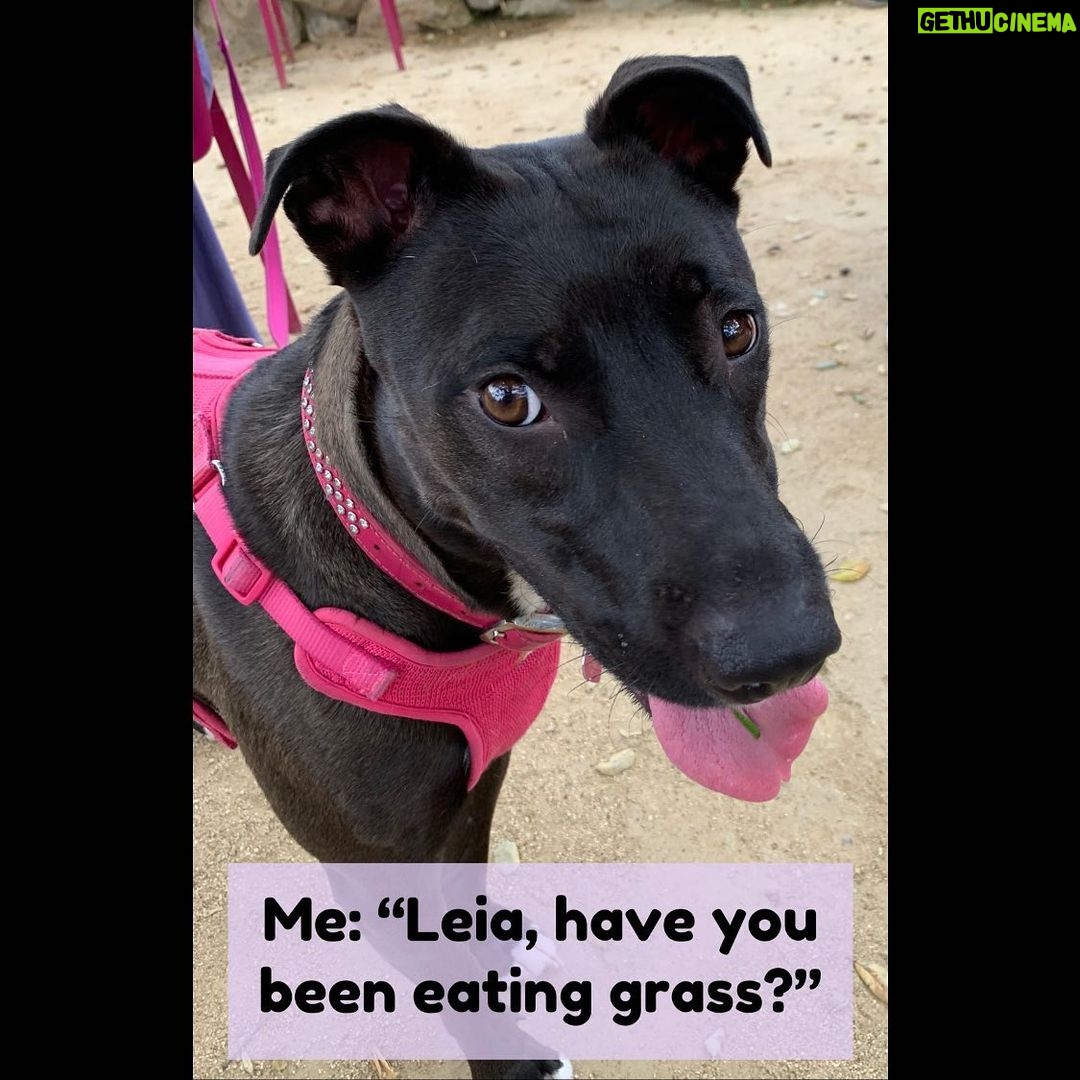 Samm Levine Instagram - SWIPE FOR ANSWER >>> . . . This adorable monster belongs to @reillyaround & @msyogij, but she always shoots me straight. #DogsOfInstagram #IWasntEatingAnything #LeiaOfKalderaan
