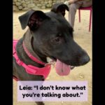 Samm Levine Instagram - SWIPE FOR ANSWER >>> . . . This adorable monster belongs to @reillyaround & @msyogij, but she always shoots me straight. #DogsOfInstagram #IWasntEatingAnything #LeiaOfKalderaan