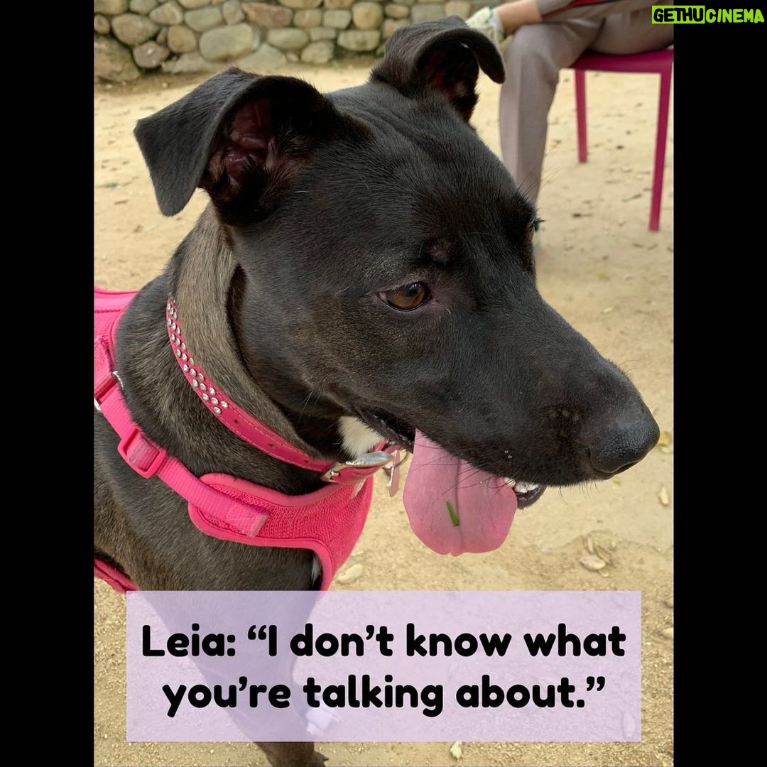 Samm Levine Instagram - SWIPE FOR ANSWER >>> . . . This adorable monster belongs to @reillyaround & @msyogij, but she always shoots me straight. #DogsOfInstagram #IWasntEatingAnything #LeiaOfKalderaan