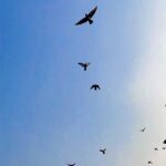 Sanchari Mondal Instagram -