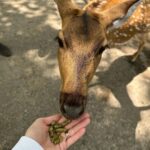 Sandra Parmová Instagram - 📍Zoo Györ #tipnavyletsdetmi Moc krásná interaktivní zoo, tak akorát velká, takže to i s menšími dětmi v pohodě zvládnete projít👌🏼 Krmení zvířátek všechny neskutečně bavilo a na nádherném hřišti se děti taky pořádně vyblbly. Z Brna jste tam za 2 hodinky 🚙, moc doporučujeme🤗❤️ #vylet #tip #tipprorodice #vyletsdetmi #zoo #zoogyor #madarsko #interaktivnizoo #dovca #zviratka #krmeni #nacestach #sdetmi #vsechnymojelasky #podleEmily @podle_emily @zoogyorofficial ZOO GYŐR