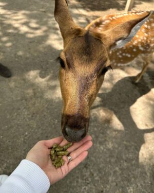 Sandra Parmová Instagram - 📍Zoo Györ #tipnavyletsdetmi 
Moc krásná interaktivní zoo, tak akorát velká, takže to i s menšími dětmi v pohodě zvládnete projít👌🏼 Krmení zvířátek všechny neskutečně bavilo a na nádherném hřišti se děti taky pořádně vyblbly. Z Brna jste tam za 2 hodinky 🚙, moc doporučujeme🤗❤️

#vylet #tip #tipprorodice #vyletsdetmi #zoo #zoogyor #madarsko #interaktivnizoo #dovca #zviratka #krmeni #nacestach #sdetmi #vsechnymojelasky #podleEmily @podle_emily @zoogyorofficial