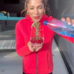 Sangita Patel Instagram - Snow Globe Cocktail 🍹 Huh, cocktail is a weird word 🤷🏽‍♀️😂 I love this trend - it’s so beautiful for gatherings during the holidays! I used a a slice of tangerine to hold up the rosemary Christmas tree Cranberries Little bit of water and freeze for about 2 hrs Add sparkling water, Prosecco, anything bubbly And voila! A snow-globe 🥰❤️ Getting all fancy 😉 #Holidays #SnowGlobeCocktail #Drinks #CookinWithSangi