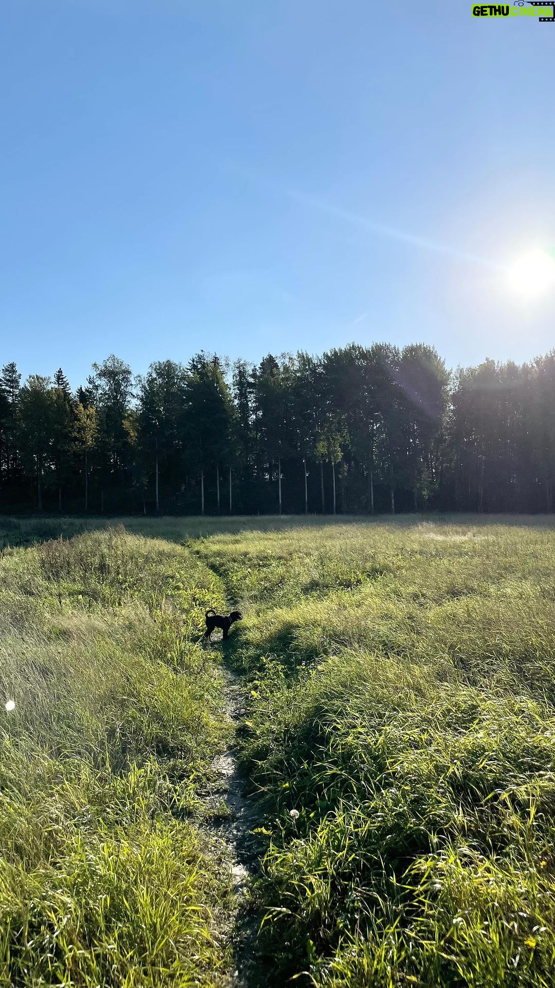 Sara Parikka Instagram - 🌻🌾🍂 bongailtiin tänään lasten kanssa syksyn merkkejä 🧐