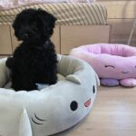 Sara Parikka Instagram - mainos @amo_toys ARVONTA! 🧡💕 Ihanat Squishmallows pehmot ovat varmasti teille tuttuja, mutta nyt tullut aivan ihana pörröinen uutuus Fuzz-A-Mallows joita löytyy koossa: 30, 40 ja 50cm 🥰 (kuvat: 1-2) Tässä on kyllä joulun pehmoisin lahja❣️ Squishmallows pehmoja on paaaaljon erilaisia (kurkkaa kuva 3) ja parasta niissä on se, että niistä innostuu kaikki vauvoista aikuisiin 😍 kukapa ei haluaisi söpöä ja pehmeää halittavaa 💕 Lasten pehmojen lisäksi on myös saatavilla Squishmallows koiranlelut ja koiranpedit 😍 (kuvat: 4-7) Pehmeät koirapedit sopii mainiosti meidän koululaisten huoneisiin.. Nyt Lakulle löytyy lepopaikka joka huoneessa 💘 Koirien lelujen (löytyy koossa 9cm ja 18cm) materiaali on erilainen ja kestävämpi samettimateriaali 👌🏼 ARVONTA! Sänkyjä on kahta erilaista mallia, kurkkaa kuva 7☝🏼🐶 Arvonnassa: 1 KPL VAPAAVALINTAINEN SÄNKY ✨ Kommentoi alle jos haluat olla mukana arvonnassa ❤️ instagram ei ole mukana arvonnassa. Arvon voittajan 29.11 ja ilmoitan dm viestillä 🥰