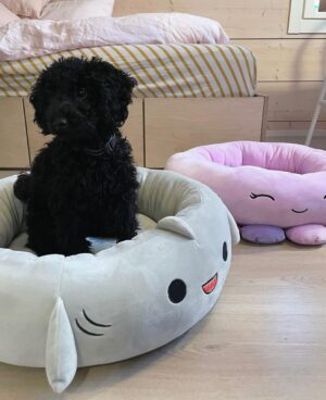 Sara Parikka Instagram - mainos @amo_toys ARVONTA! 🧡💕 Ihanat Squishmallows pehmot ovat varmasti teille tuttuja, mutta nyt tullut aivan ihana pörröinen uutuus Fuzz-A-Mallows joita löytyy koossa: 30, 40 ja 50cm 🥰 (kuvat: 1-2) Tässä on kyllä joulun pehmoisin lahja❣️

Squishmallows pehmoja on paaaaljon erilaisia (kurkkaa kuva 3) ja parasta niissä on se, että niistä innostuu kaikki vauvoista aikuisiin 😍 kukapa ei haluaisi söpöä ja pehmeää halittavaa 💕

Lasten pehmojen lisäksi on myös saatavilla Squishmallows koiranlelut ja koiranpedit 😍 (kuvat: 4-7) Pehmeät koirapedit sopii mainiosti meidän koululaisten huoneisiin.. Nyt Lakulle löytyy lepopaikka joka huoneessa 💘 Koirien lelujen (löytyy koossa 9cm ja 18cm) materiaali on erilainen ja kestävämpi samettimateriaali 👌🏼

ARVONTA! Sänkyjä on kahta erilaista mallia, kurkkaa kuva 7☝🏼🐶 Arvonnassa: 1 KPL VAPAAVALINTAINEN SÄNKY ✨ Kommentoi alle jos haluat olla mukana arvonnassa ❤️ instagram ei ole mukana arvonnassa. Arvon voittajan 29.11 ja ilmoitan dm viestillä 🥰
