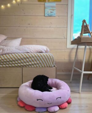 Sara Parikka Instagram - mainos @amo_toys ARVONTA! 🧡💕 Ihanat Squishmallows pehmot ovat varmasti teille tuttuja, mutta nyt tullut aivan ihana pörröinen uutuus Fuzz-A-Mallows joita löytyy koossa: 30, 40 ja 50cm 🥰 (kuvat: 1-2) Tässä on kyllä joulun pehmoisin lahja❣️

Squishmallows pehmoja on paaaaljon erilaisia (kurkkaa kuva 3) ja parasta niissä on se, että niistä innostuu kaikki vauvoista aikuisiin 😍 kukapa ei haluaisi söpöä ja pehmeää halittavaa 💕

Lasten pehmojen lisäksi on myös saatavilla Squishmallows koiranlelut ja koiranpedit 😍 (kuvat: 4-7) Pehmeät koirapedit sopii mainiosti meidän koululaisten huoneisiin.. Nyt Lakulle löytyy lepopaikka joka huoneessa 💘 Koirien lelujen (löytyy koossa 9cm ja 18cm) materiaali on erilainen ja kestävämpi samettimateriaali 👌🏼

ARVONTA! Sänkyjä on kahta erilaista mallia, kurkkaa kuva 7☝🏼🐶 Arvonnassa: 1 KPL VAPAAVALINTAINEN SÄNKY ✨ Kommentoi alle jos haluat olla mukana arvonnassa ❤️ instagram ei ole mukana arvonnassa. Arvon voittajan 29.11 ja ilmoitan dm viestillä 🥰