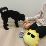 Sara Parikka Instagram - mainos @amo_toys ARVONTA! 🧡💕 Ihanat Squishmallows pehmot ovat varmasti teille tuttuja, mutta nyt tullut aivan ihana pörröinen uutuus Fuzz-A-Mallows joita löytyy koossa: 30, 40 ja 50cm 🥰 (kuvat: 1-2) Tässä on kyllä joulun pehmoisin lahja❣️ Squishmallows pehmoja on paaaaljon erilaisia (kurkkaa kuva 3) ja parasta niissä on se, että niistä innostuu kaikki vauvoista aikuisiin 😍 kukapa ei haluaisi söpöä ja pehmeää halittavaa 💕 Lasten pehmojen lisäksi on myös saatavilla Squishmallows koiranlelut ja koiranpedit 😍 (kuvat: 4-7) Pehmeät koirapedit sopii mainiosti meidän koululaisten huoneisiin.. Nyt Lakulle löytyy lepopaikka joka huoneessa 💘 Koirien lelujen (löytyy koossa 9cm ja 18cm) materiaali on erilainen ja kestävämpi samettimateriaali 👌🏼 ARVONTA! Sänkyjä on kahta erilaista mallia, kurkkaa kuva 7☝🏼🐶 Arvonnassa: 1 KPL VAPAAVALINTAINEN SÄNKY ✨ Kommentoi alle jos haluat olla mukana arvonnassa ❤️ instagram ei ole mukana arvonnassa. Arvon voittajan 29.11 ja ilmoitan dm viestillä 🥰