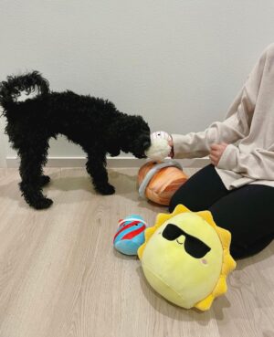 Sara Parikka Instagram - mainos @amo_toys ARVONTA! 🧡💕 Ihanat Squishmallows pehmot ovat varmasti teille tuttuja, mutta nyt tullut aivan ihana pörröinen uutuus Fuzz-A-Mallows joita löytyy koossa: 30, 40 ja 50cm 🥰 (kuvat: 1-2) Tässä on kyllä joulun pehmoisin lahja❣️

Squishmallows pehmoja on paaaaljon erilaisia (kurkkaa kuva 3) ja parasta niissä on se, että niistä innostuu kaikki vauvoista aikuisiin 😍 kukapa ei haluaisi söpöä ja pehmeää halittavaa 💕

Lasten pehmojen lisäksi on myös saatavilla Squishmallows koiranlelut ja koiranpedit 😍 (kuvat: 4-7) Pehmeät koirapedit sopii mainiosti meidän koululaisten huoneisiin.. Nyt Lakulle löytyy lepopaikka joka huoneessa 💘 Koirien lelujen (löytyy koossa 9cm ja 18cm) materiaali on erilainen ja kestävämpi samettimateriaali 👌🏼

ARVONTA! Sänkyjä on kahta erilaista mallia, kurkkaa kuva 7☝🏼🐶 Arvonnassa: 1 KPL VAPAAVALINTAINEN SÄNKY ✨ Kommentoi alle jos haluat olla mukana arvonnassa ❤️ instagram ei ole mukana arvonnassa. Arvon voittajan 29.11 ja ilmoitan dm viestillä 🥰
