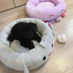 Sara Parikka Instagram - mainos @amo_toys ARVONTA! 🧡💕 Ihanat Squishmallows pehmot ovat varmasti teille tuttuja, mutta nyt tullut aivan ihana pörröinen uutuus Fuzz-A-Mallows joita löytyy koossa: 30, 40 ja 50cm 🥰 (kuvat: 1-2) Tässä on kyllä joulun pehmoisin lahja❣️ Squishmallows pehmoja on paaaaljon erilaisia (kurkkaa kuva 3) ja parasta niissä on se, että niistä innostuu kaikki vauvoista aikuisiin 😍 kukapa ei haluaisi söpöä ja pehmeää halittavaa 💕 Lasten pehmojen lisäksi on myös saatavilla Squishmallows koiranlelut ja koiranpedit 😍 (kuvat: 4-7) Pehmeät koirapedit sopii mainiosti meidän koululaisten huoneisiin.. Nyt Lakulle löytyy lepopaikka joka huoneessa 💘 Koirien lelujen (löytyy koossa 9cm ja 18cm) materiaali on erilainen ja kestävämpi samettimateriaali 👌🏼 ARVONTA! Sänkyjä on kahta erilaista mallia, kurkkaa kuva 7☝🏼🐶 Arvonnassa: 1 KPL VAPAAVALINTAINEN SÄNKY ✨ Kommentoi alle jos haluat olla mukana arvonnassa ❤️ instagram ei ole mukana arvonnassa. Arvon voittajan 29.11 ja ilmoitan dm viestillä 🥰