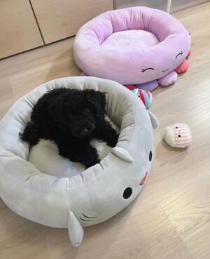 Sara Parikka Instagram - mainos @amo_toys ARVONTA! 🧡💕 Ihanat Squishmallows pehmot ovat varmasti teille tuttuja, mutta nyt tullut aivan ihana pörröinen uutuus Fuzz-A-Mallows joita löytyy koossa: 30, 40 ja 50cm 🥰 (kuvat: 1-2) Tässä on kyllä joulun pehmoisin lahja❣️

Squishmallows pehmoja on paaaaljon erilaisia (kurkkaa kuva 3) ja parasta niissä on se, että niistä innostuu kaikki vauvoista aikuisiin 😍 kukapa ei haluaisi söpöä ja pehmeää halittavaa 💕

Lasten pehmojen lisäksi on myös saatavilla Squishmallows koiranlelut ja koiranpedit 😍 (kuvat: 4-7) Pehmeät koirapedit sopii mainiosti meidän koululaisten huoneisiin.. Nyt Lakulle löytyy lepopaikka joka huoneessa 💘 Koirien lelujen (löytyy koossa 9cm ja 18cm) materiaali on erilainen ja kestävämpi samettimateriaali 👌🏼

ARVONTA! Sänkyjä on kahta erilaista mallia, kurkkaa kuva 7☝🏼🐶 Arvonnassa: 1 KPL VAPAAVALINTAINEN SÄNKY ✨ Kommentoi alle jos haluat olla mukana arvonnassa ❤️ instagram ei ole mukana arvonnassa. Arvon voittajan 29.11 ja ilmoitan dm viestillä 🥰