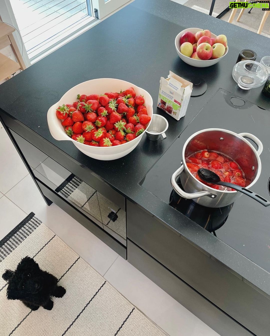 Sara Parikka Instagram - 🍓mä ostin ison laatikon kotimaisia mansikoita, mut ne ei ollu kovin hyviä (ei ehkä ylläri tälleen syyskuussa😅) niinpä päätin keitellä hilloa @anninuunissa reseptillä. Tästä tuli SUPERHYVÄÄ 😍🍓 nam! Ja ei kyllä uskoisi, että sokeria on tavallista vähemmän. Kannattaa koklaa! 🍓 Just herkuttelin hilloa jougurtin parina ja aattelin paistaa viikonloppuna lettuja 🥞 ihanaa viikonloppua 😚👋🏼❤️ ps.. kurkkaa vika kuva ☝🏼koiranpentu on aina siellä missä tapahtuu.. 🙊