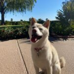 Sara Sampaio Instagram – It’s this angel’s 15th birthday today. 🥹 even though I’ve only been her adoptive mum for these past 5 years, she has brought some much joy to my life that I can’t imagine a life without her in it anymore. I’d never heard of Shiba Inu’s before I met Kyta and south, but let me tell you, it’s def been a ride. They couldn’t be more different than each other. While south is super anxious and naughty, Kyta is just the perfect dog, always doing everything right and just being the most people pleasing dog I’ve ever met, that sometimes I wonder if she’s def a shiba or a dog for that matter 😅. She loves her walks, sunbathing in the backyard, bossing everyone around and snuggling. She the sweetest snuggle buddy and even though she’s pretty much deaf and blind she still walks around like she’s the boss (well she is, I’m just the keeper that pays the bills to her house 😂) 
Happy birthday sweet girl, I love you so much. I’ll make sure aunt @emmalindsey gives you some cake today 🤍❤️