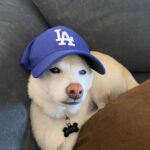 Sara Sampaio Instagram – It’s this angel’s 15th birthday today. 🥹 even though I’ve only been her adoptive mum for these past 5 years, she has brought some much joy to my life that I can’t imagine a life without her in it anymore. I’d never heard of Shiba Inu’s before I met Kyta and south, but let me tell you, it’s def been a ride. They couldn’t be more different than each other. While south is super anxious and naughty, Kyta is just the perfect dog, always doing everything right and just being the most people pleasing dog I’ve ever met, that sometimes I wonder if she’s def a shiba or a dog for that matter 😅. She loves her walks, sunbathing in the backyard, bossing everyone around and snuggling. She the sweetest snuggle buddy and even though she’s pretty much deaf and blind she still walks around like she’s the boss (well she is, I’m just the keeper that pays the bills to her house 😂)
Happy birthday sweet girl, I love you so much. I’ll make sure aunt @emmalindsey gives you some cake today 🤍❤️