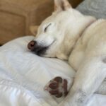 Sara Sampaio Instagram – It’s this angel’s 15th birthday today. 🥹 even though I’ve only been her adoptive mum for these past 5 years, she has brought some much joy to my life that I can’t imagine a life without her in it anymore. I’d never heard of Shiba Inu’s before I met Kyta and south, but let me tell you, it’s def been a ride. They couldn’t be more different than each other. While south is super anxious and naughty, Kyta is just the perfect dog, always doing everything right and just being the most people pleasing dog I’ve ever met, that sometimes I wonder if she’s def a shiba or a dog for that matter 😅. She loves her walks, sunbathing in the backyard, bossing everyone around and snuggling. She the sweetest snuggle buddy and even though she’s pretty much deaf and blind she still walks around like she’s the boss (well she is, I’m just the keeper that pays the bills to her house 😂)
Happy birthday sweet girl, I love you so much. I’ll make sure aunt @emmalindsey gives you some cake today 🤍❤️