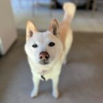 Sara Sampaio Instagram - It’s this angel’s 15th birthday today. 🥹 even though I’ve only been her adoptive mum for these past 5 years, she has brought some much joy to my life that I can’t imagine a life without her in it anymore. I’d never heard of Shiba Inu’s before I met Kyta and south, but let me tell you, it’s def been a ride. They couldn’t be more different than each other. While south is super anxious and naughty, Kyta is just the perfect dog, always doing everything right and just being the most people pleasing dog I’ve ever met, that sometimes I wonder if she’s def a shiba or a dog for that matter 😅. She loves her walks, sunbathing in the backyard, bossing everyone around and snuggling. She the sweetest snuggle buddy and even though she’s pretty much deaf and blind she still walks around like she’s the boss (well she is, I’m just the keeper that pays the bills to her house 😂) Happy birthday sweet girl, I love you so much. I’ll make sure aunt @emmalindsey gives you some cake today 🤍❤️