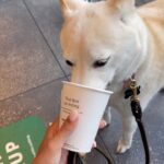 Sara Sampaio Instagram - It’s this angel’s 15th birthday today. 🥹 even though I’ve only been her adoptive mum for these past 5 years, she has brought some much joy to my life that I can’t imagine a life without her in it anymore. I’d never heard of Shiba Inu’s before I met Kyta and south, but let me tell you, it’s def been a ride. They couldn’t be more different than each other. While south is super anxious and naughty, Kyta is just the perfect dog, always doing everything right and just being the most people pleasing dog I’ve ever met, that sometimes I wonder if she’s def a shiba or a dog for that matter 😅. She loves her walks, sunbathing in the backyard, bossing everyone around and snuggling. She the sweetest snuggle buddy and even though she’s pretty much deaf and blind she still walks around like she’s the boss (well she is, I’m just the keeper that pays the bills to her house 😂) Happy birthday sweet girl, I love you so much. I’ll make sure aunt @emmalindsey gives you some cake today 🤍❤️