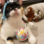Sara Takatsuki Instagram - つくねの友達🐵🐯 #つくねこ #猫