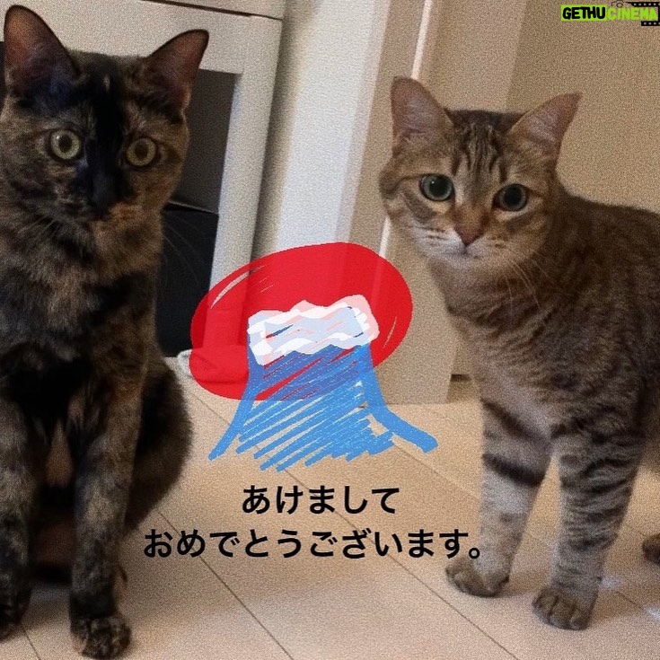 Sara Takatsuki Instagram - 遅ればせながら、新年あけましておめでとうございます🎍🌅2020年は、大切な作品に沢山出会えた年でした。2021年は、新しい事に挑戦して色々な景色を見れるようにいつでも心を輝かせていたいなと思います。これからも応援して頂けますよう、精進して参りますので、本年度も宜しくお願い致します!!🐄 #あけましておめでとうございます #丑年#年女 #やったります