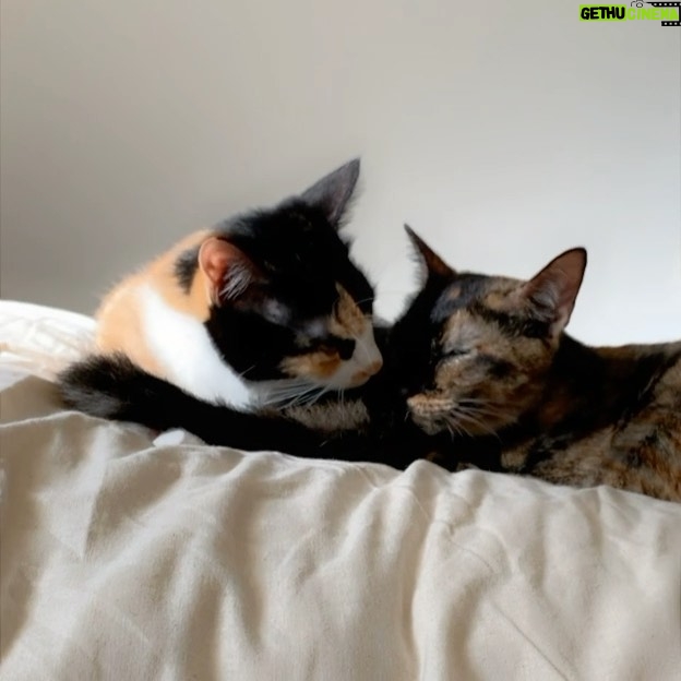 Sara Takatsuki Instagram - アンとゴマ、いつも仲良し🐈 一瞬ゴマに加工アプリが反応してしまう。