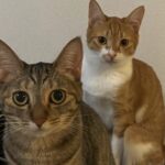Sara Takatsuki Instagram - おこめと、きなこ #目を逸らしたくなるほどの真顔