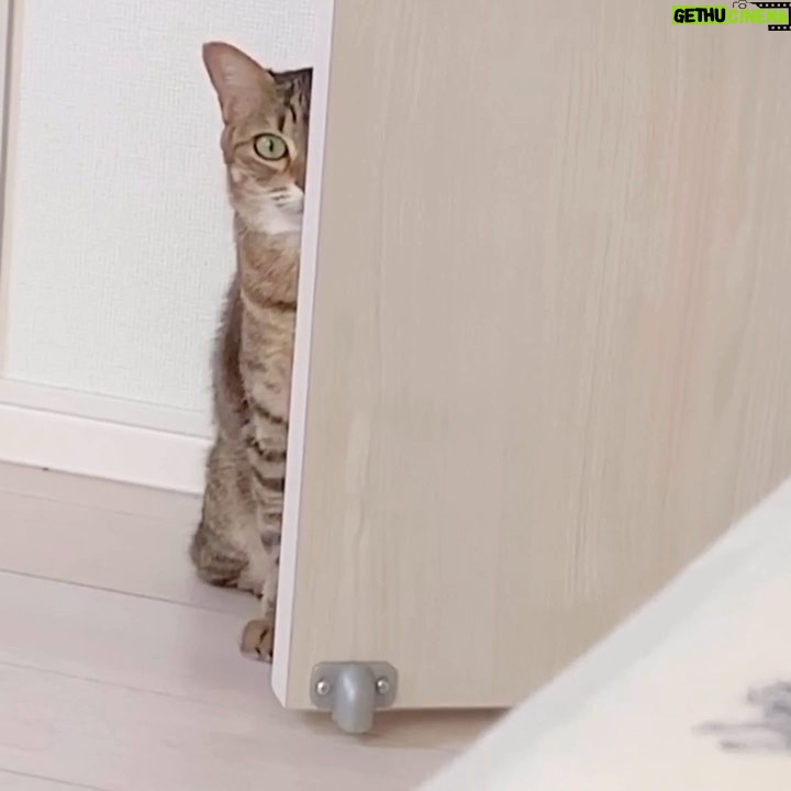 Sara Takatsuki Instagram - 今朝、誰かの視線を感じて 恐る恐る扉に目を向けたら🚪 やっぱり、見られてました。覗きみーちゃん。 #みーちゃんは見た #彩良は見られた〜 #猫