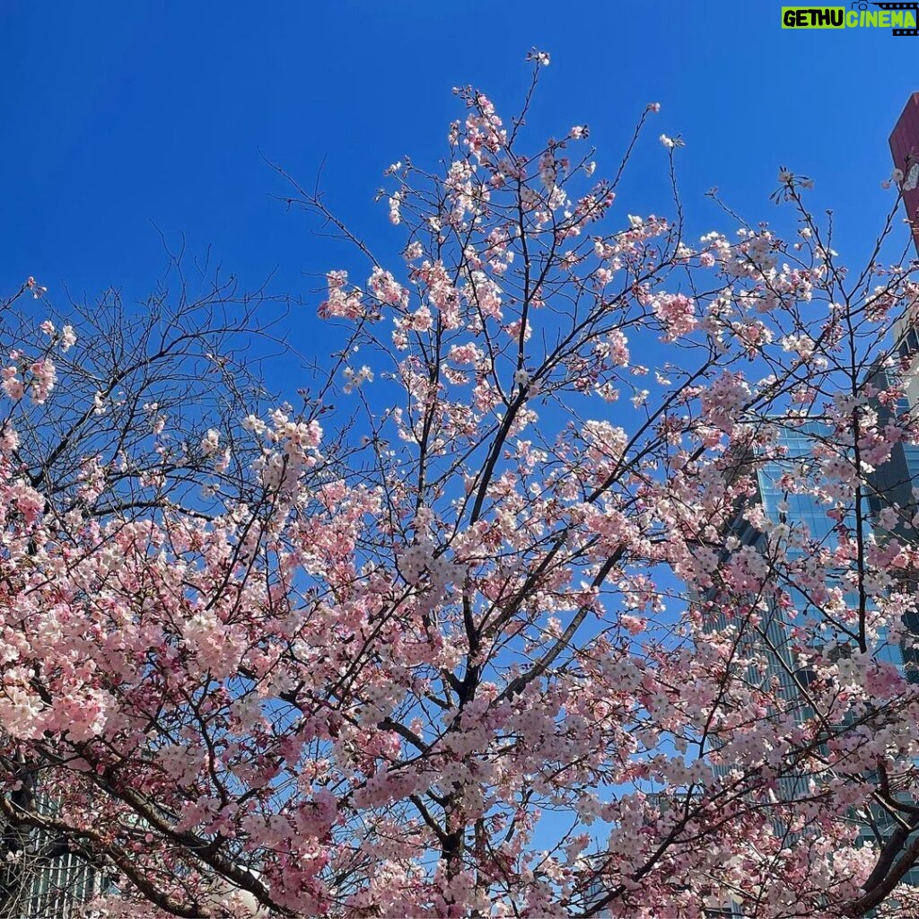 Sara Takatsuki Instagram - 本日も、「#ルーザーヴィル」 2公演ありがとうございました。 新橋演舞場の近くに、桜が咲いていて 思わず立ち止まりカメラを構えました。 いやあ、春ですね🌸 今日も舞台に立てた事を幸せに思います。 明日からも宜しくお願い致します🎸