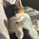 Sara Takatsuki Instagram - 🐈‍⬛ この寝顔、守りたいですよね。 #つくねこ
