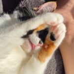 Sara Takatsuki Instagram - 寒い冬に負けないようにと、 日向ぼっこを満喫していたつくねさん。つくねのチャームポイントは、この斑模様の肉球です🐈‍⬛ #つくねこ