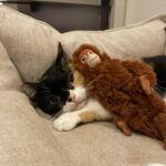 Sara Takatsuki Instagram - つくねの友達🐵🐯 #つくねこ #猫