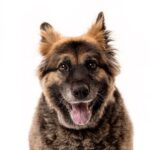 Sasha Clements Instagram - Twins 🥰 Thank you @charlienunnphotography for capturing the soul of our dopey, cuddly, stoic, and brilliant baby, Gigi. We will treasure these for the rest of our lives! We are so thrilled to be included in this project supporting @wagsandwalks ❤️ #petadoption