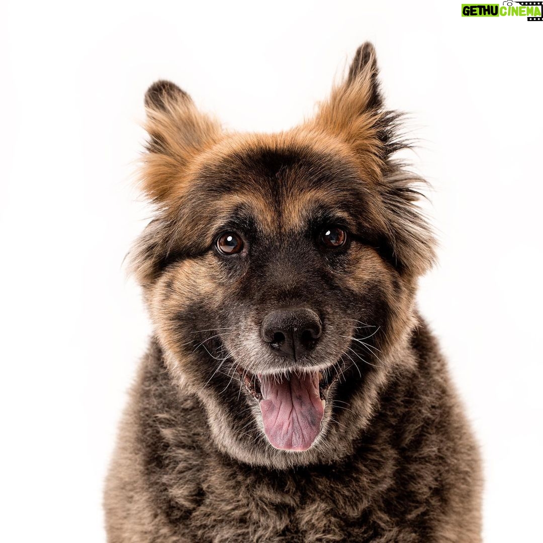 Sasha Clements Instagram - Twins 🥰 Thank you @charlienunnphotography for capturing the soul of our dopey, cuddly, stoic, and brilliant baby, Gigi. We will treasure these for the rest of our lives! We are so thrilled to be included in this project supporting @wagsandwalks ❤️ #petadoption