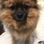 Sasha Clements Instagram - Yesterday I said goodbye to my little guy. The reason I fell in love with Poms. He was so funny and loyal. My heart is hurting but I’ll carry the love we shared forever. Till we meet again on rainbow bridge 🌈