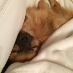 Sasha Clements Instagram - Yesterday I said goodbye to my little guy. The reason I fell in love with Poms. He was so funny and loyal. My heart is hurting but I’ll carry the love we shared forever. Till we meet again on rainbow bridge 🌈