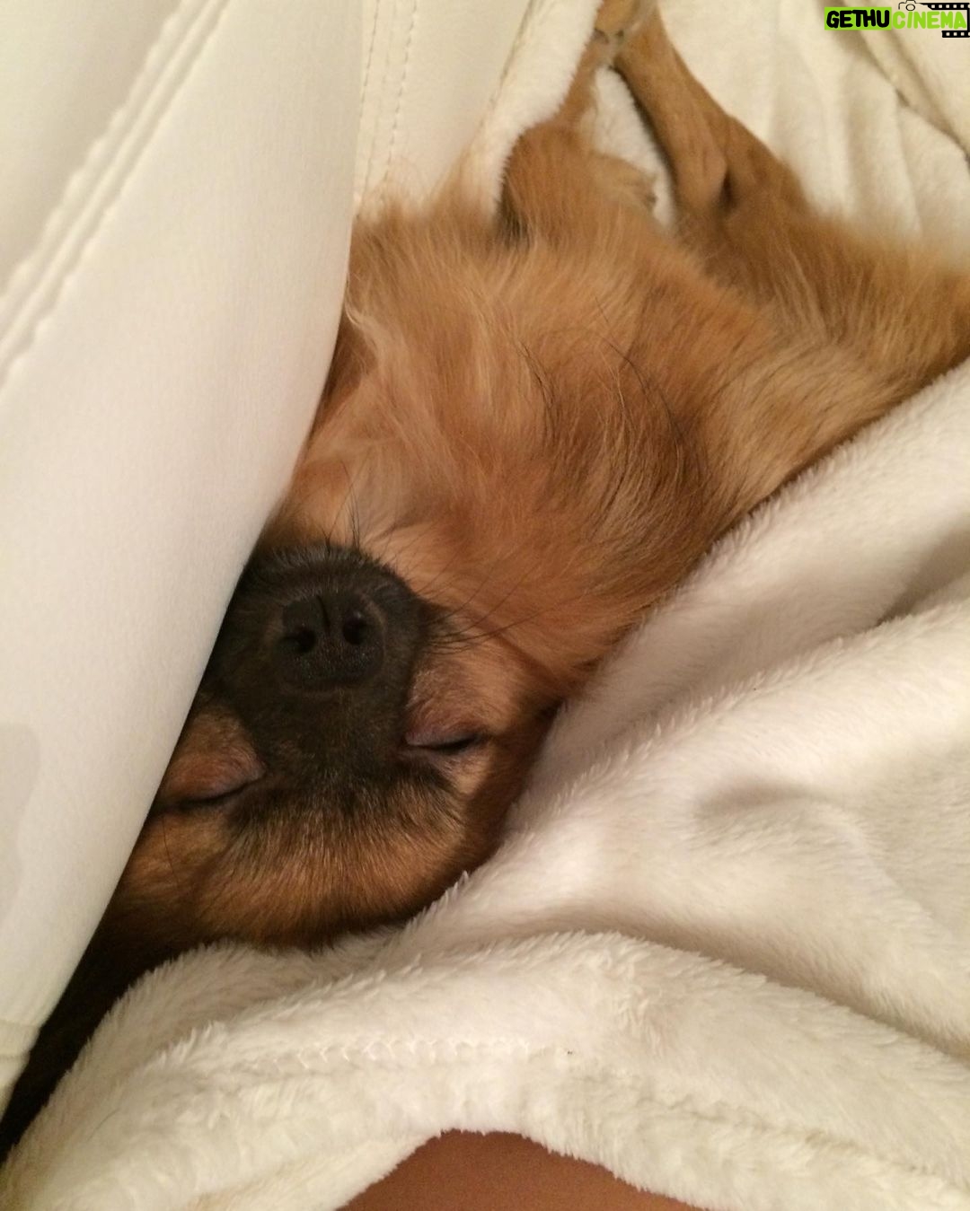 Sasha Clements Instagram - Yesterday I said goodbye to my little guy. The reason I fell in love with Poms. He was so funny and loyal. My heart is hurting but I’ll carry the love we shared forever. Till we meet again on rainbow bridge 🌈