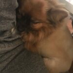 Sasha Clements Instagram - Yesterday I said goodbye to my little guy. The reason I fell in love with Poms. He was so funny and loyal. My heart is hurting but I’ll carry the love we shared forever. Till we meet again on rainbow bridge 🌈