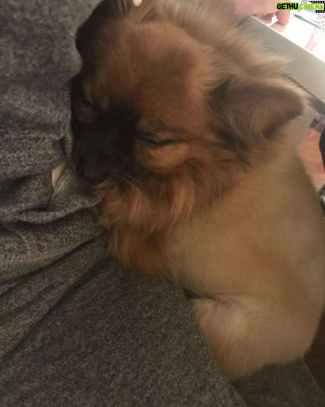 Sasha Clements Instagram - Yesterday I said goodbye to my little guy. The reason I fell in love with Poms. He was so funny and loyal. My heart is hurting but I’ll carry the love we shared forever. Till we meet again on rainbow bridge 🌈