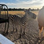 Scott Eastwood Instagram - Montana vibes. 🍻 🦓 🐎 🤠 💒 Whitefish, Montana