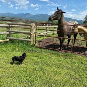 Scott Eastwood Instagram - Montana with Josie.  Best of days