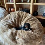 Scott Eastwood Instagram - So I got these awesome baby’s for Christmas. And well.... josie thinks I got them for her. @lovesac I think you all need to start making dog beds too. My dog is very confused 😂. She thinks I just leveled up her dog bed. #queenofthiscastle