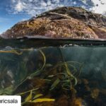 Scott Eastwood Instagram – #Repost @enricsala with @make_repost
・・・
Fourteen world leaders on the High Level Panel for Sustainable Ocean Economy called for transformative action on oceans by urging the protection of 30% of the ocean by 2030. These champions for nature are sending a strong signal that the emerging blue economy can and must be sustainable and resilient.
#SustainableOceanEconomy #OceanAction #CampaignForNature #30×30 📸 Cape Horn, Chile This is great. We need more of this higher level thinking from around the world.