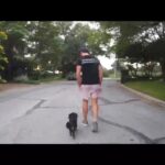 Scott Eastwood Instagram – So impressed by @nickwhitek9 training of my little girl Josey.  He is the real deal. Trains dogs for our military, police force, Ect.  If your dog needs a boot camp check out @offleashk9training  #boss #alpha