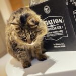 Seán McLoughlin Instagram – Thank you @vancityreynolds for the incredibly generous Aviation Gin gift. I had to bribe my cat to get to it. Even he knows how good it is!